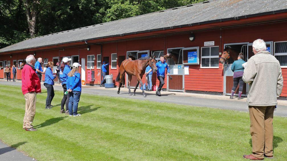 Scenes at the Tattersalls Ascot stable yard