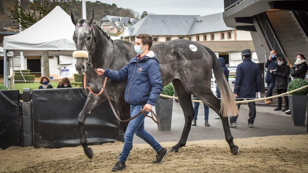 Grey day: Houx Gris will be trained by Paul Nicholls after sharing top price at Arqana at €200,000