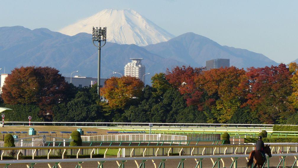 Racing fans at Tokyo racecourse can see Mount Fuji as well as great action