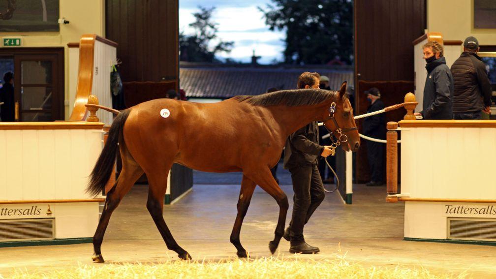 Akhu Najla in the sales ring at Park Paddocks when selling for 2,700,000gns