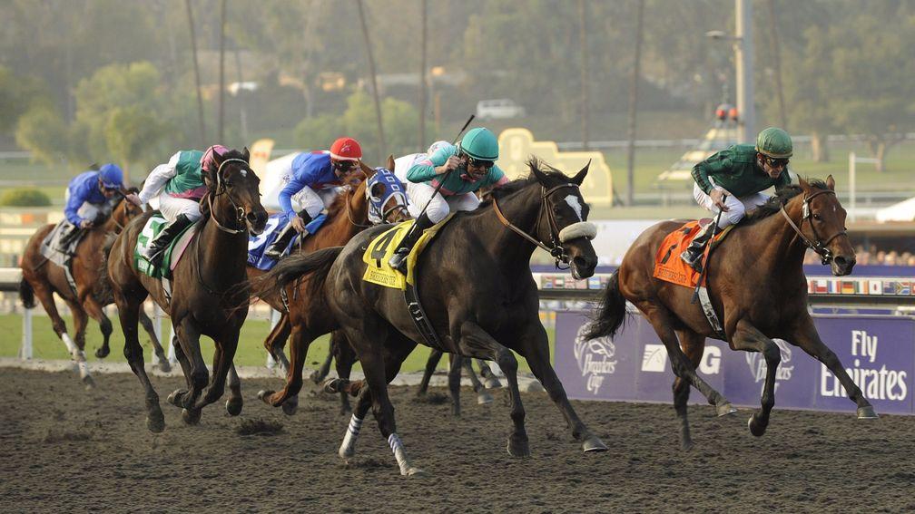 She swoops to conquer: Zenyatta (noseband) overwhelms a field of top-class males in the Breeders' Cup Classic at Santa Anita in 2009
