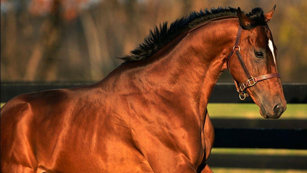 Justify's half-brother The Lieutenant was one of four stallions to have been killed