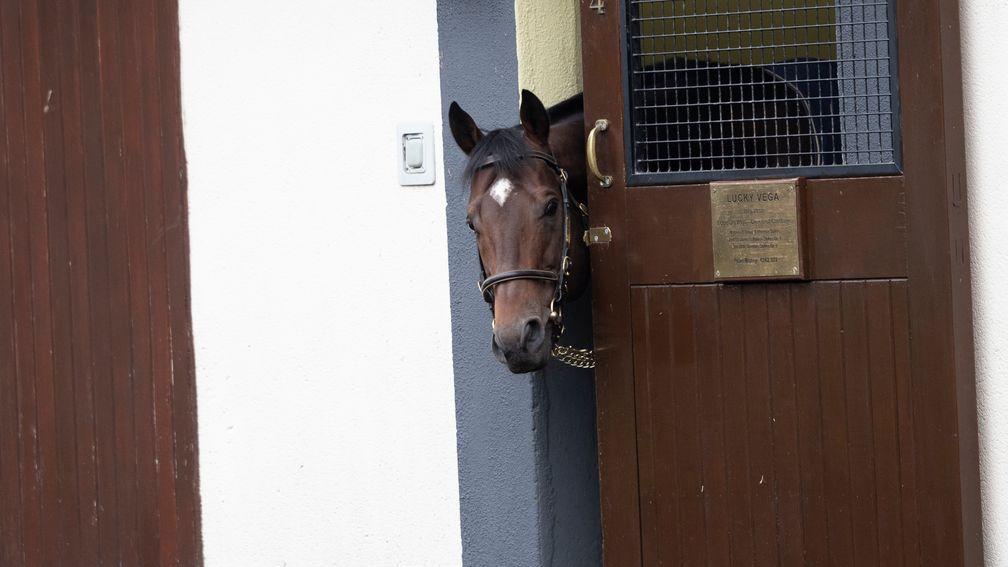 Lucky Vega peeps around his stable door at the Irish National Stud during the ITM Irish Stallion Trail