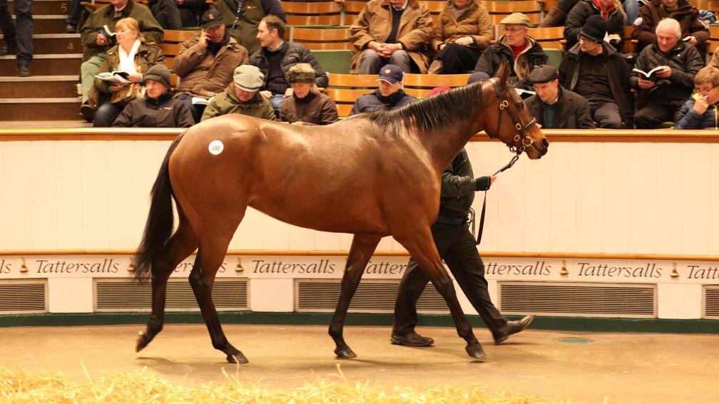 Smoulder sells in the ring for 550,000gns during the February Sale at Tattersalls on Thursday