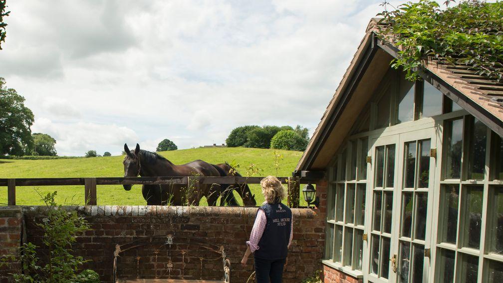 Three months after his Champion Chase renaissance the now-retired Sprinter Sacre was enjoying his summer holiday with Julie Minton (pictured) at Mill House Stud, Much Wenlock, in Shropshire