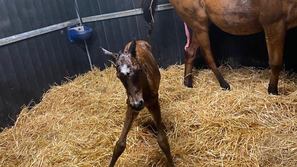 Irish Emerald Stud's Sioux Nation colt out of Topaz Clear