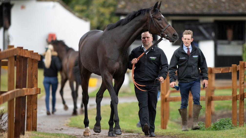 Altior is led to the indoor school by Robin Land, after rain forced Nicky Hendersonâs owners day into the covered indoor school at Seven Barrows stablesLambourn 22.9.19 Pic: Edward Whitaker