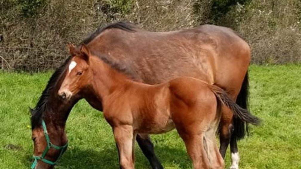 Mr and Mrs M Enticott's Nutan filly out of Goldfox Girl 