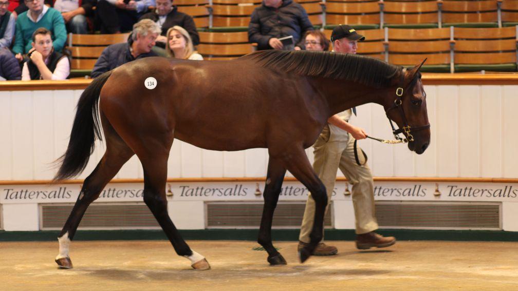 Ben Vrackie sells for 450,000gns at Tattersalls