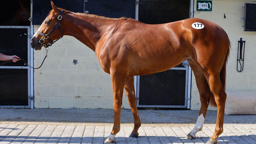 In profile: the Frankel filly out of Listed winner Vital Statistics sold for €315,000