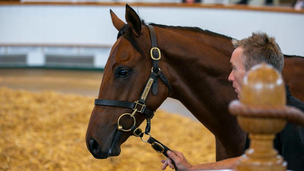 Inner City selling to Godolphin for 1,100,000gns at last year's Tattersalls Book 1