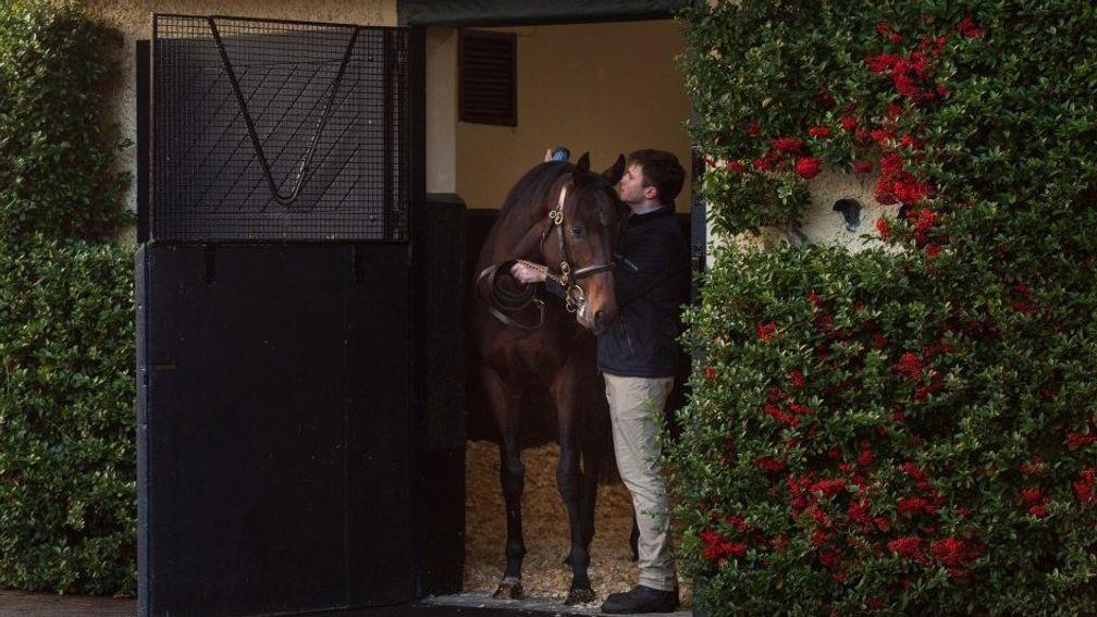 Ten Sovereigns is tended to in his box at Coolmore