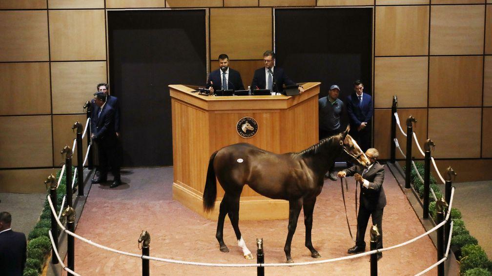 The session-topping Empire Maker colt at Fasig-Tipton