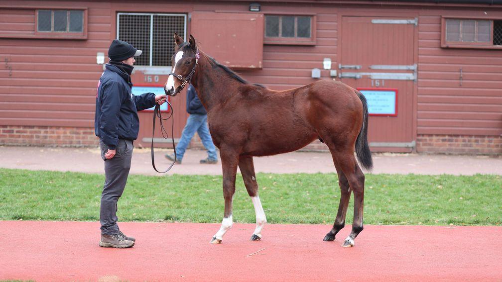 Lot 885: the Adaay half-brother to Heartache