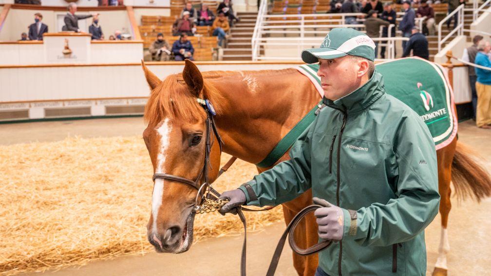 Boltaway: 400,000gns top lot in the Tattersalls sales ring