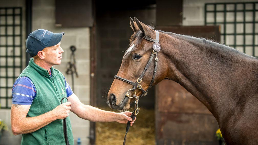 Wednesday's sale-topping filly in the stables at Goffs