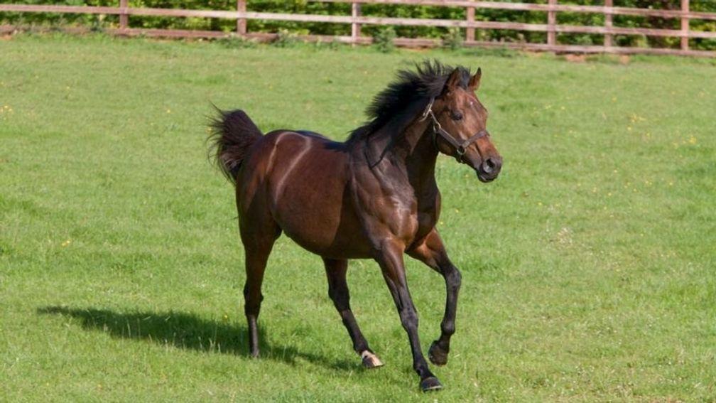 Darley stallion Iffraaj has exerted influence in both hemispheres