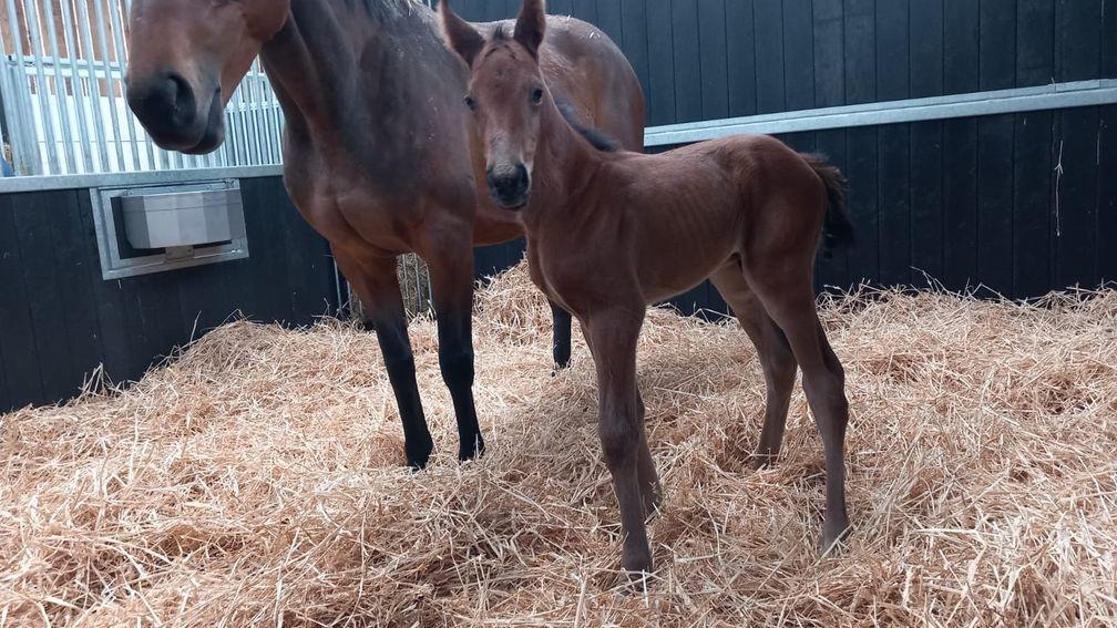 James and Jean Potter's Pether's Moon colt out of the high-class Vienna Court
