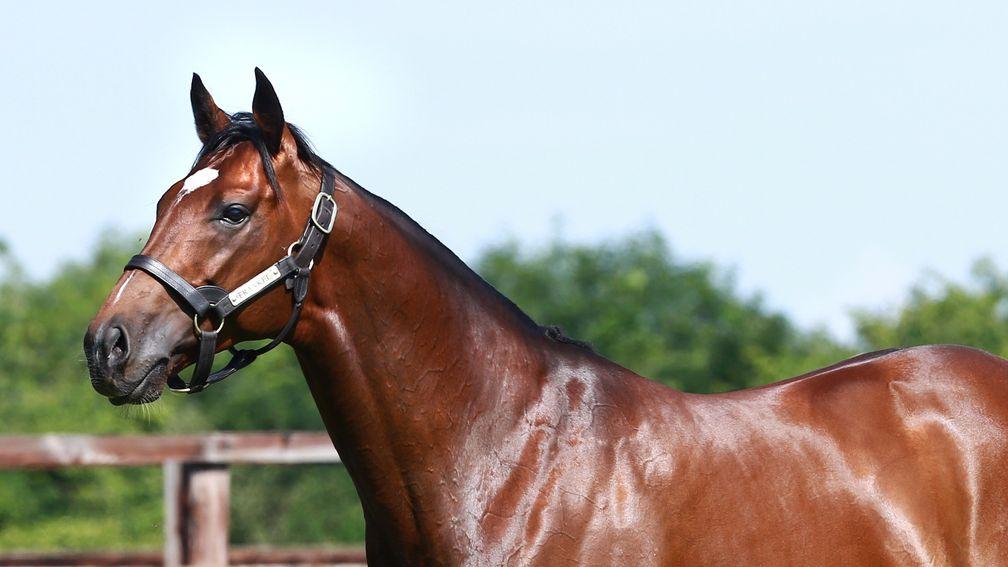 Frankel: the Banstead Manor resident has now sired two winners in Australia