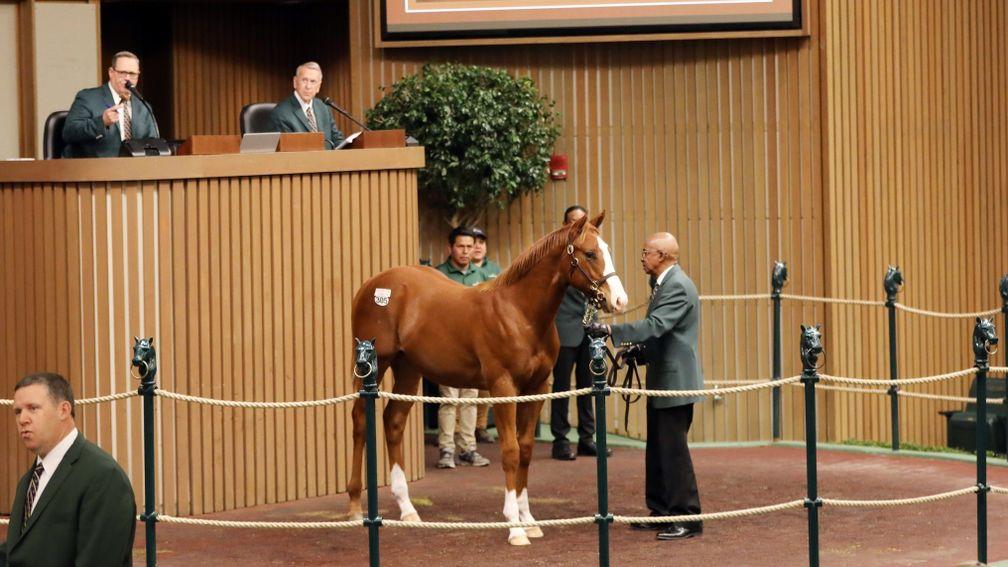 Just Before Dawn, a son of Justify, is knocked down to MV Magnier for $625,000