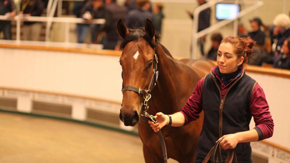 Lot 1,567: the Territories filly bought by Anthony Stroud for 145,000gns
