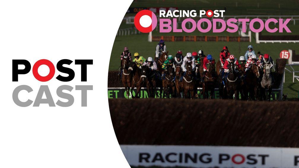 Lee Mottershead with bloodstock talking points from the Cheltenham Festival
