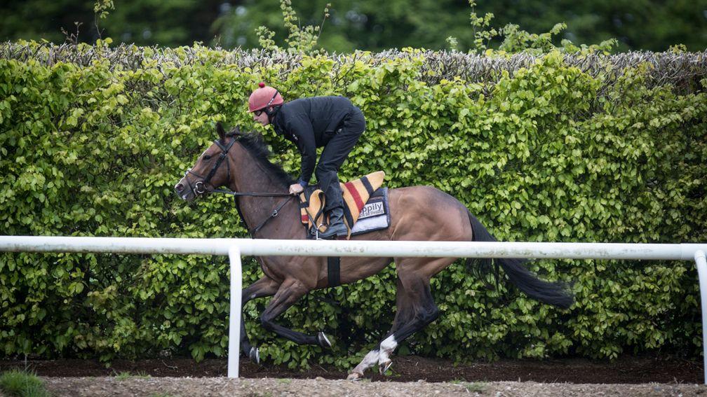 Happily, pictured on the Ballydoyle gallops, misses the Oaks for the Irish equivalent