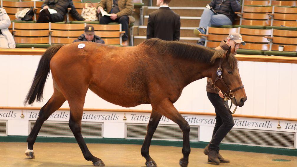 Now Or Never walks around the Tattersalls ring before selling to BBA Ireland for 250,000gns