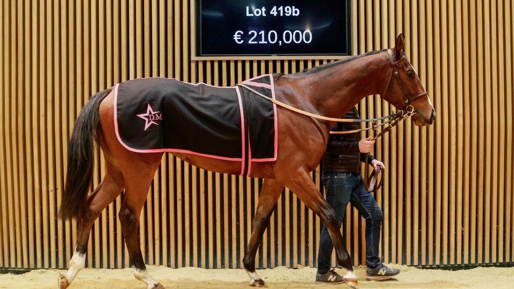 Ironica De Thaix sells to Tom Malone at €210,000