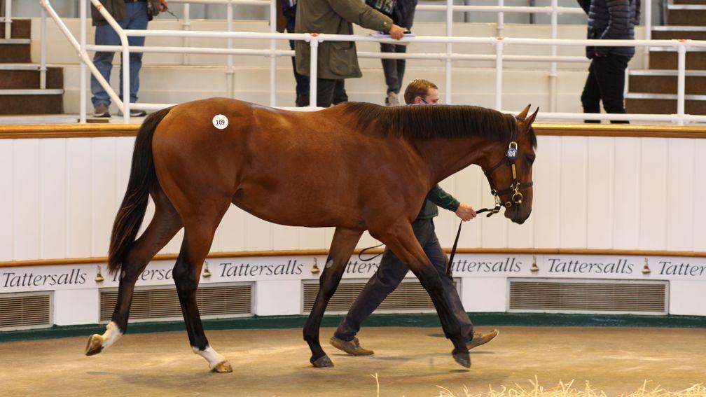The Dubawi colt out of Cushion, since named Hafit, fetched 2,100,000gns at Tattersalls last October