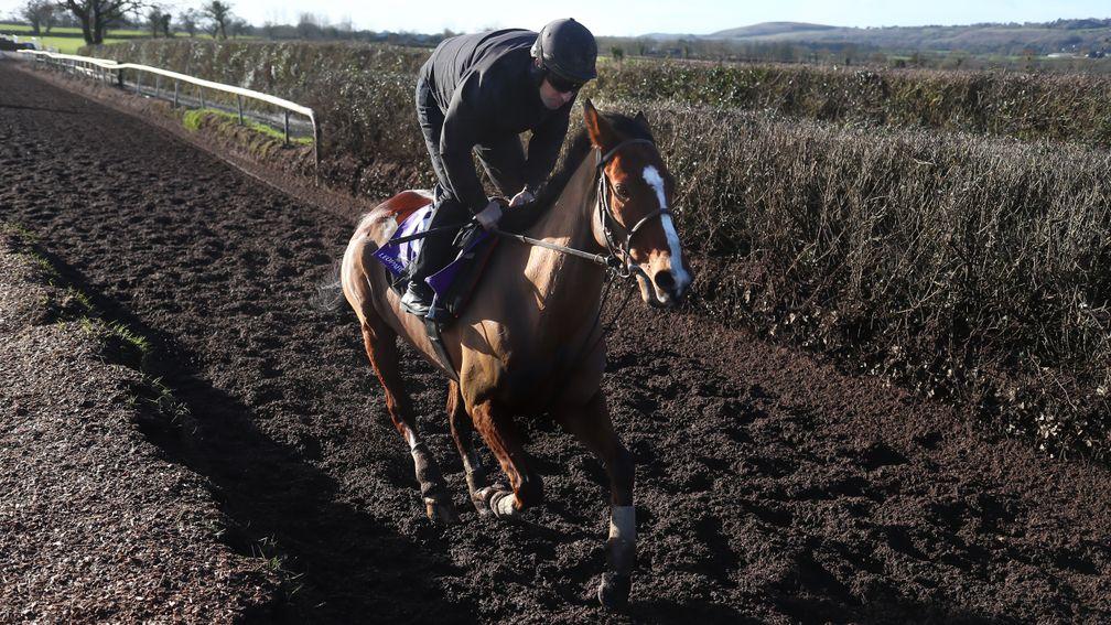 Faugheen works at Closutton under John Codd as the Dublin Racing Festival is launched