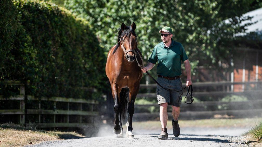 Make Believe: Mishriff's sire looks well-priced at €15,000