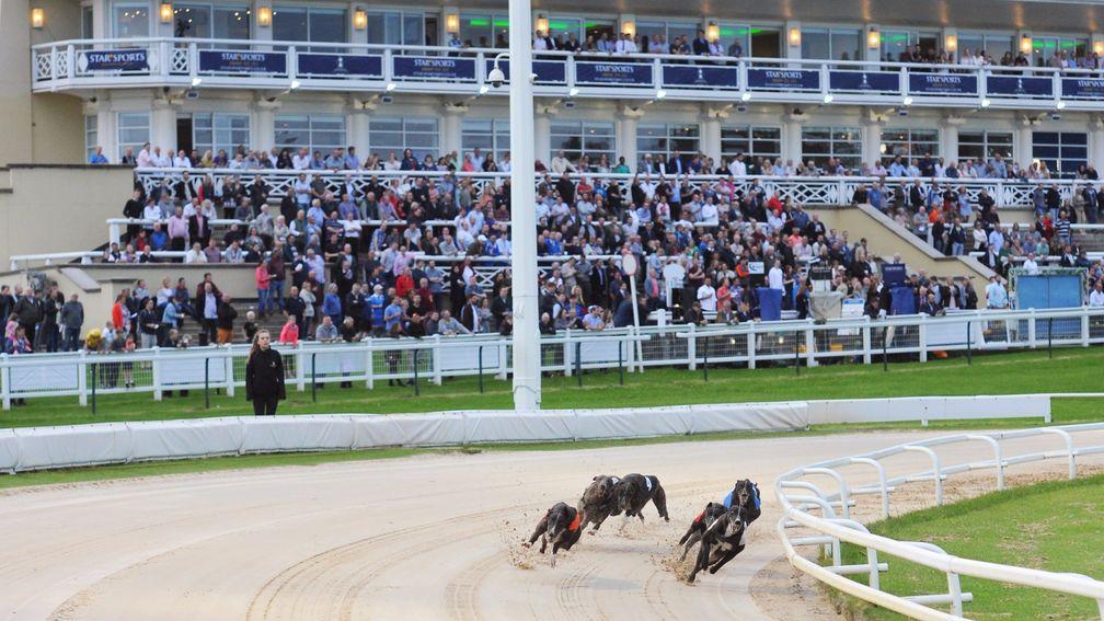 The dogs take the first bend in the Greyhound Derby second round heats