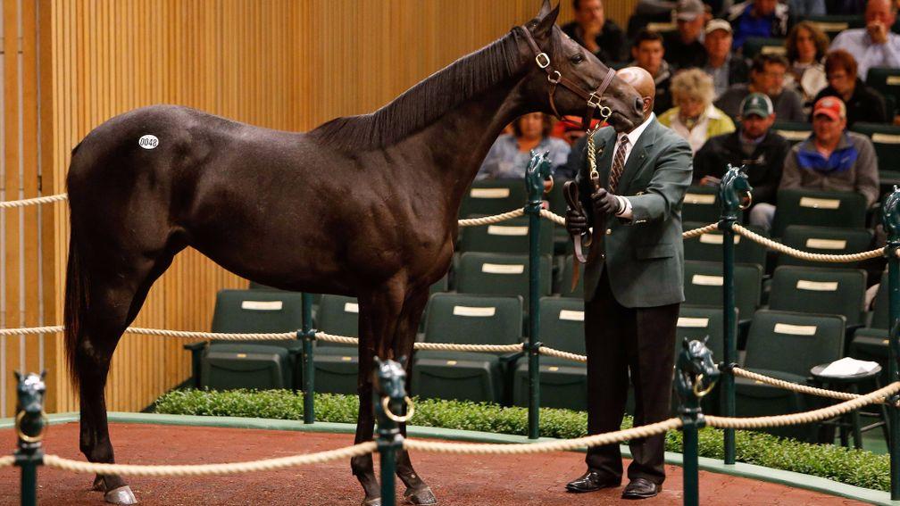 This sister to one of Scat Daddy's current European stars, Caravaggio, went to the Niarchos family on Monday for $550,000