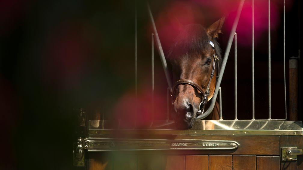 Dubawi in his box at Dalham Hall Stud, where he stands at £250,000