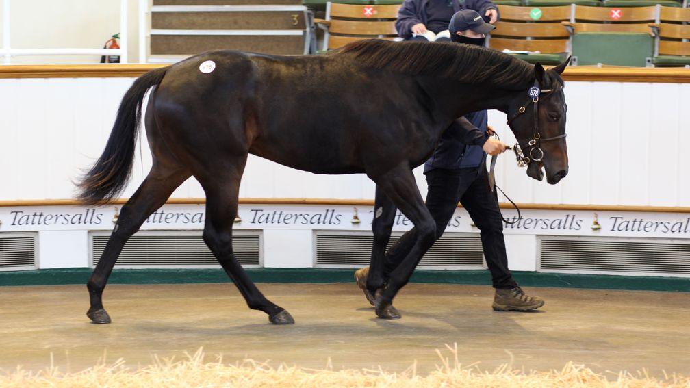 Lot 878, Corduff Stud's Teofilo colt out of the Group-placed Island Remede, sells to Shadwell for 260,000gns