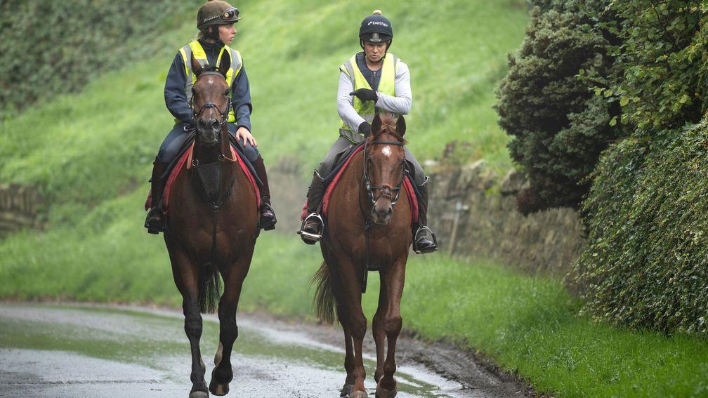 Getaway Trump (left): an intriguing novice chase prospect for Nicholls