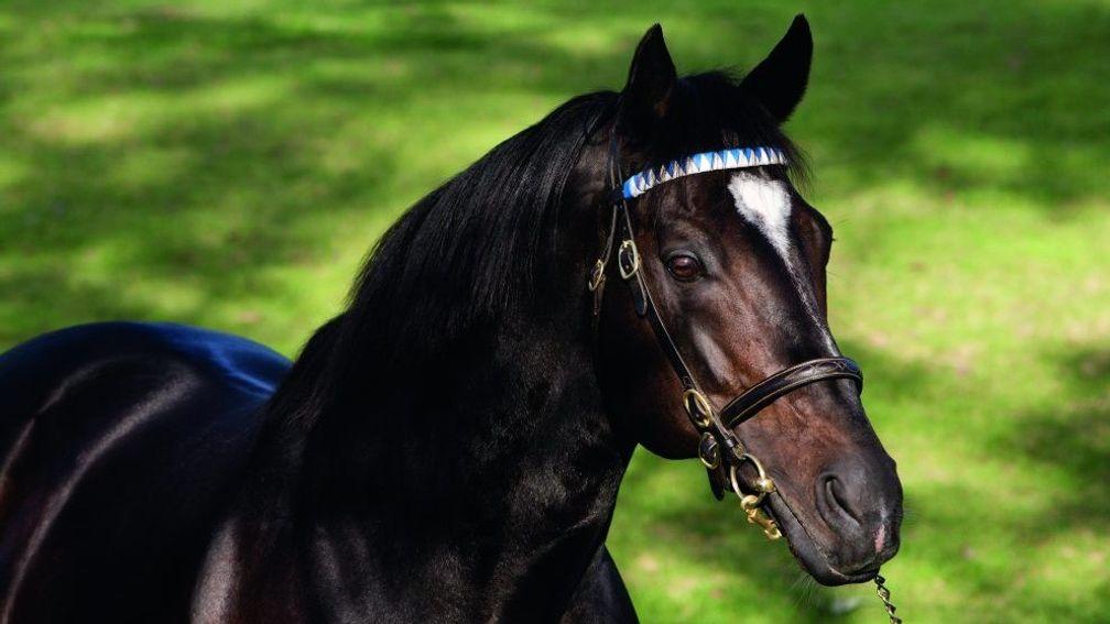 Medaglia D'Oro: stands at Jonabell Farm at a fee of $200,000