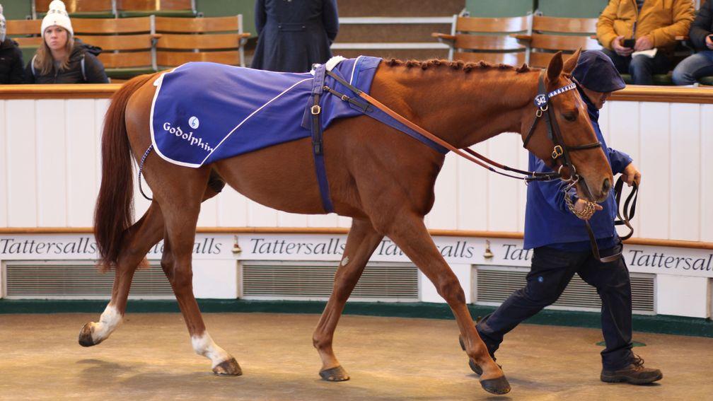 Perseus Way: 'He vetted extremely well and is a fine big, scopey horse.'