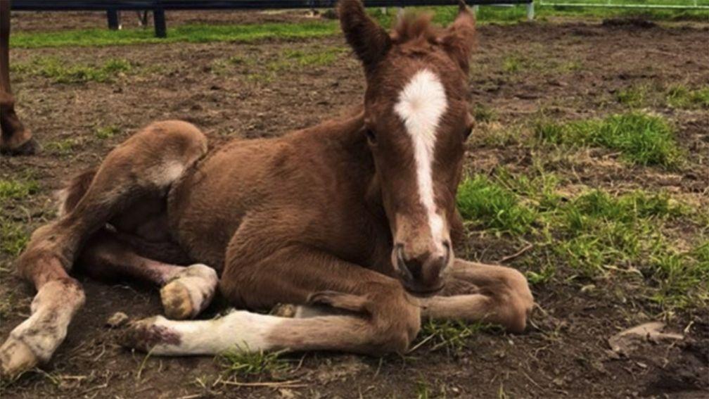The colt foal born just after an earthquake struck in Victoria