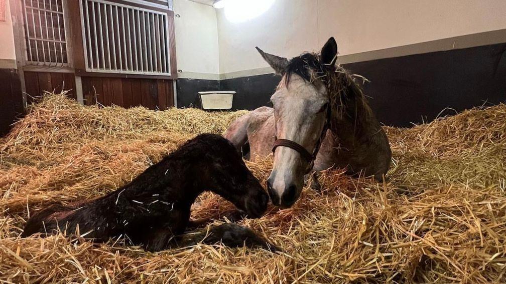 Falmouth Stakes heroine Snow Lantern with her colt by Dubawi at Rockcliffe Stud
