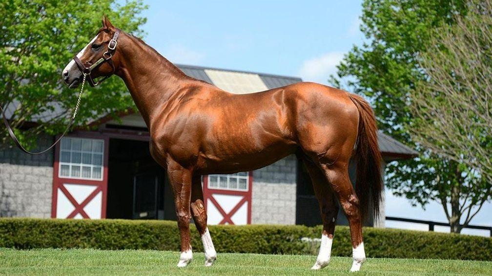 California Chrome: two-time horse of the year sired Friday's session-topper