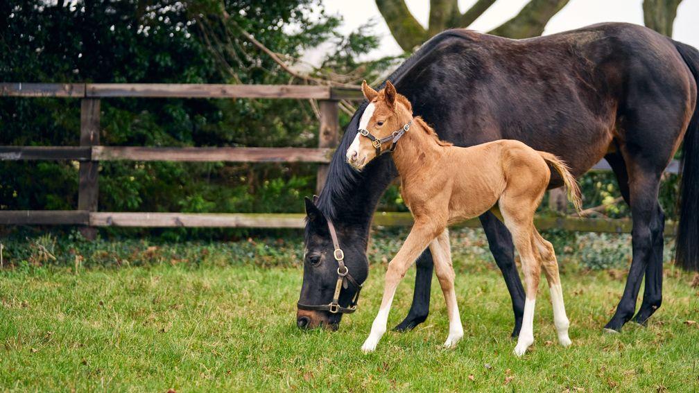 The reported first foal out of the legendary stayer, the Wretham Stud-bred filly out of Bated Breath mare Give Me Breath                     