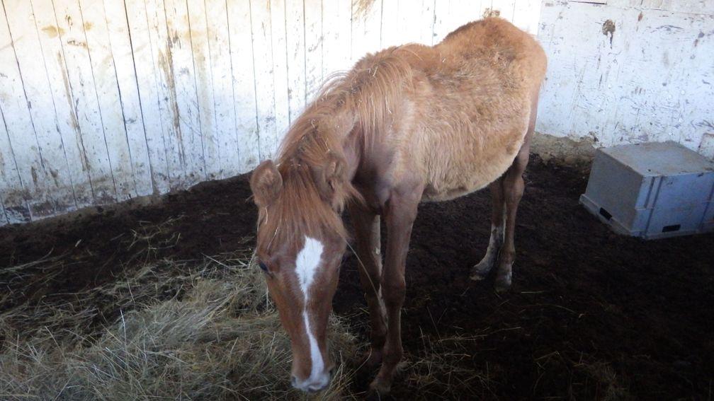 Horses in the yard were to found to be suffering from malnutrition