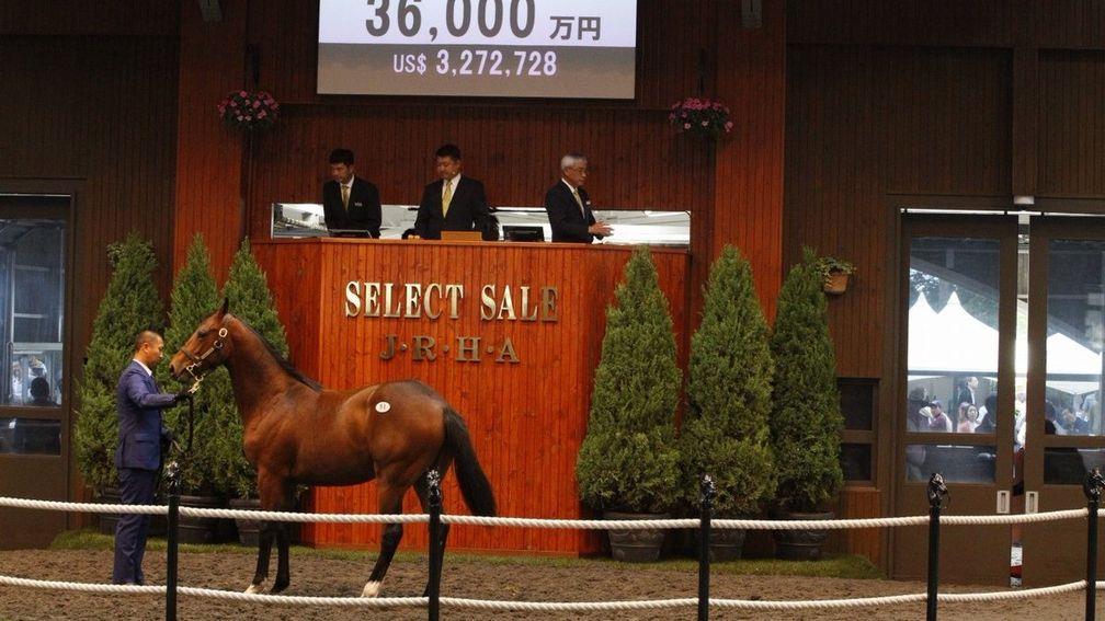 A son of Deep Impact set a new record at last year's Select Sale