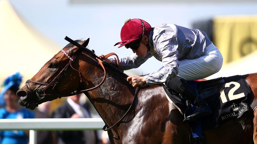 Qemah; her half-brother by Lawman to be offered at Arqana on Sunday week