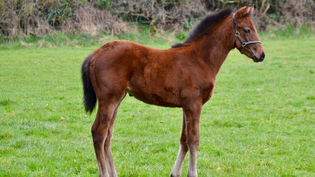 Carrigeen Bloodstock's Harzand filly out of Carrigeen Lonicera, a half-sister to Gold Cup hero Minella Indo