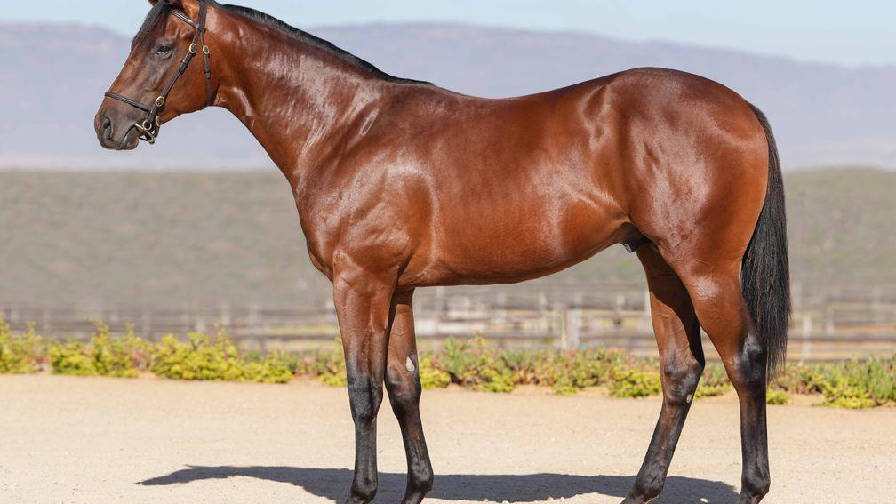 Palancar was the top lot at the Cape Yearling Sale when bought by Gary Player