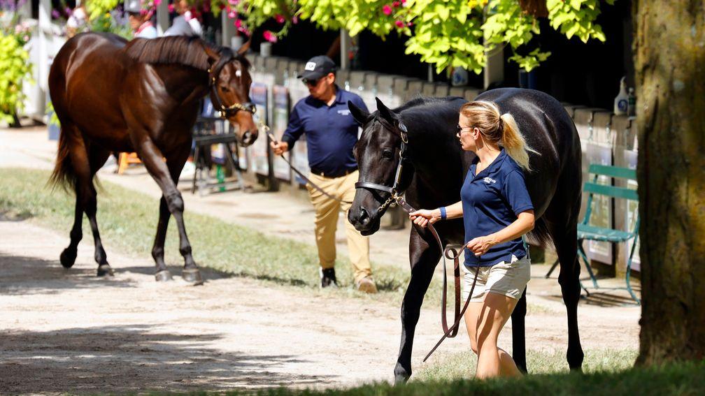 Session eight of the Keeneland September Yearling Sale concluded on Tuesday