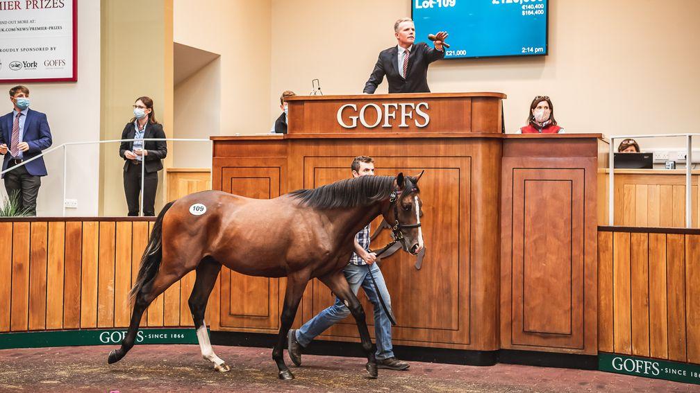 Yeomanstown Stud's Dark Angel colt sells to Manor House Stud for £120,000 at the Goffs UK Premier Yearling Sale
